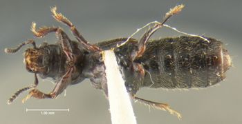 Media type: image;   Entomology 24059 Aspect: habitus ventral view